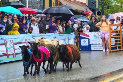 article image - Running of the Wools